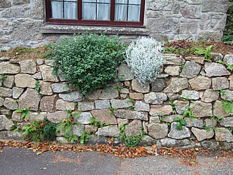 Garden wall with plants growing on top